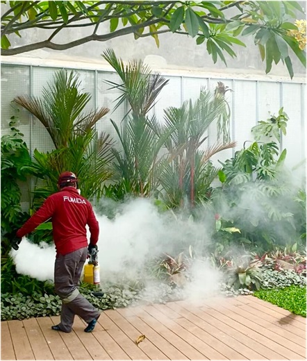 Kenapa Rayap Bisa Bertahan Hidup dalam Koloni Besar?