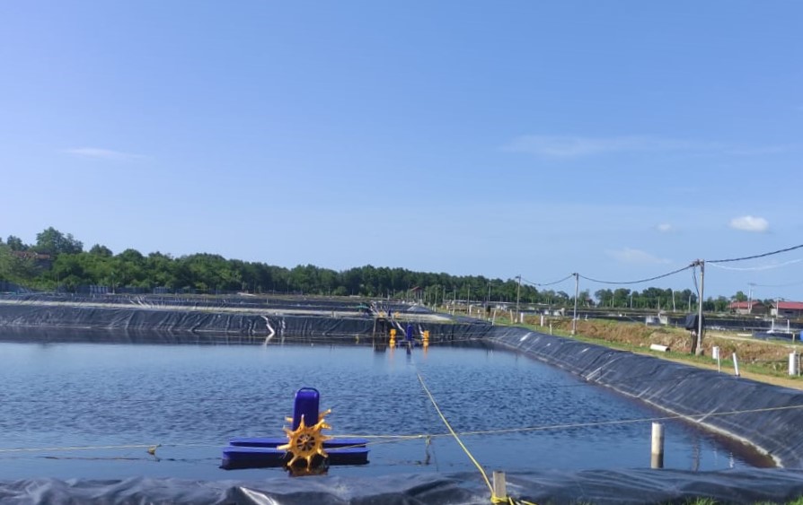 Tambak Udang Makin Produktif dengan Electrifying Agriculture PLN